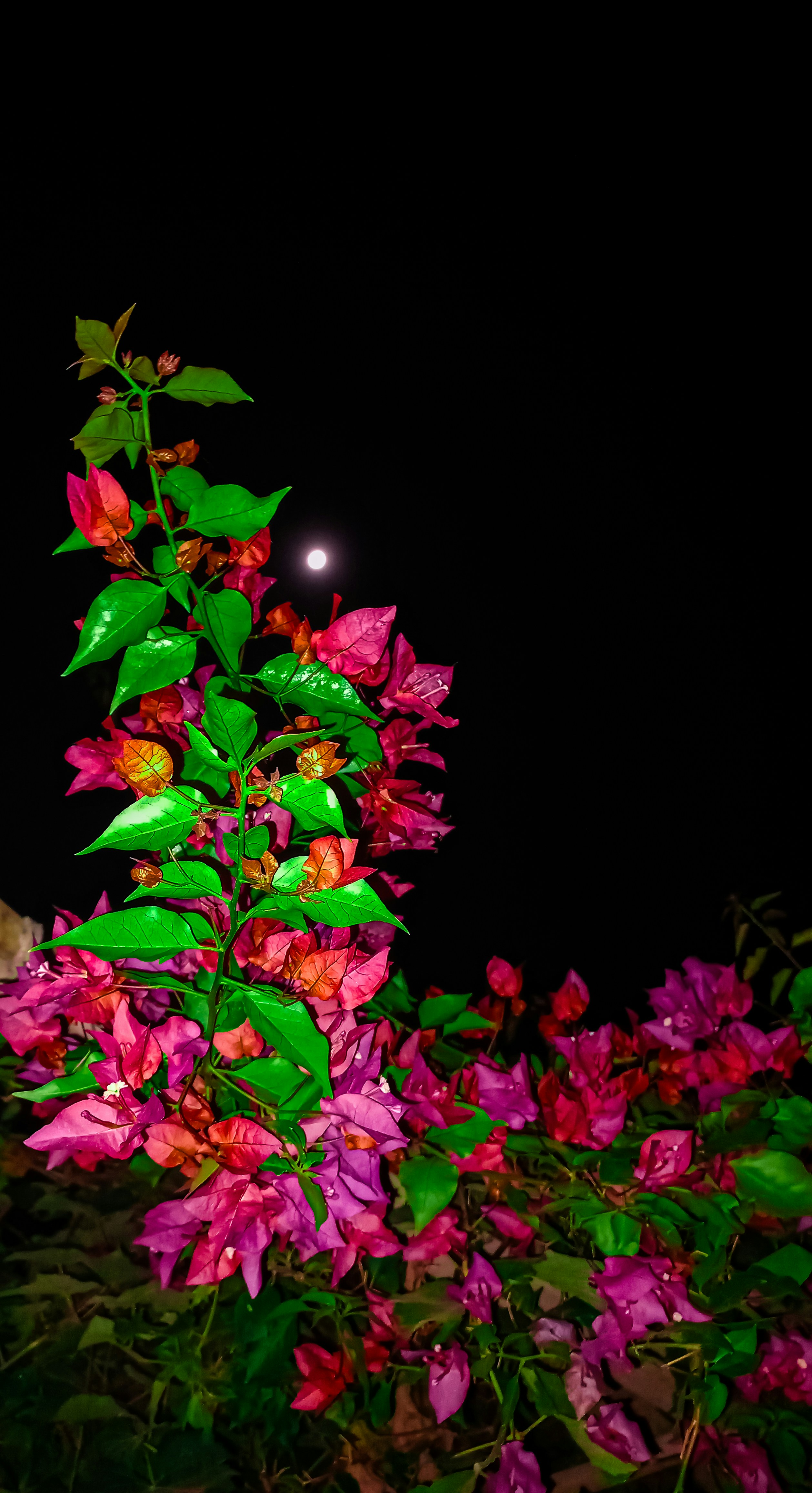 Moonlit Garden