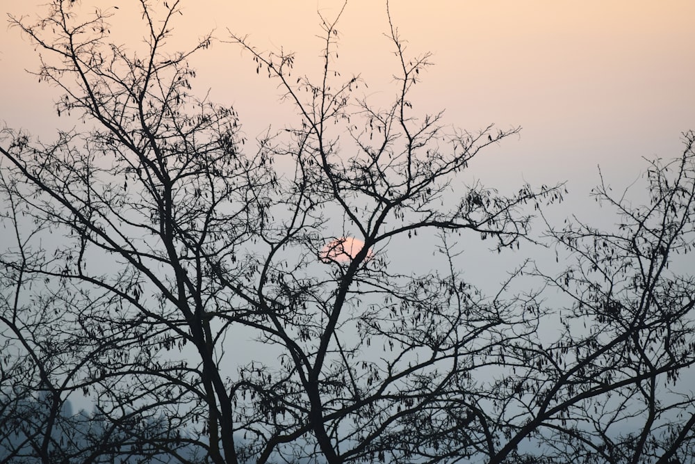 a bird is sitting in a tree with a full moon in the background