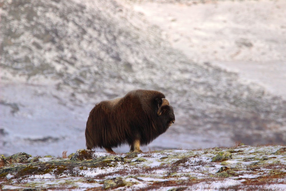 a brown animal standing on top of a snow covered field