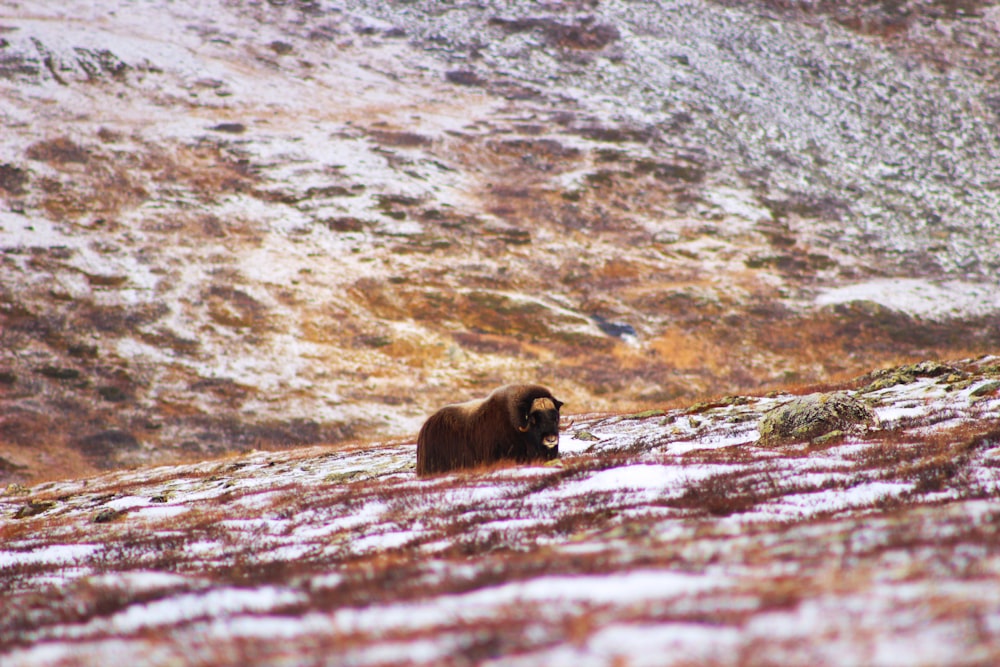 a brown animal standing on top of a snow covered hillside