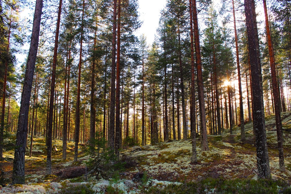 the sun is shining through the trees in the forest