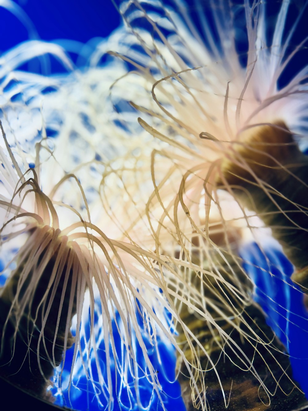 a close up of a white flower on a blue background