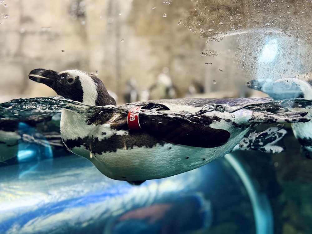 a penguin swimming in a pool of water