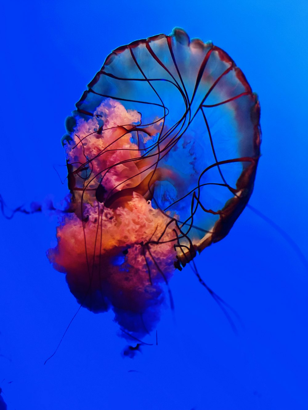 a jellyfish is floating in the blue water