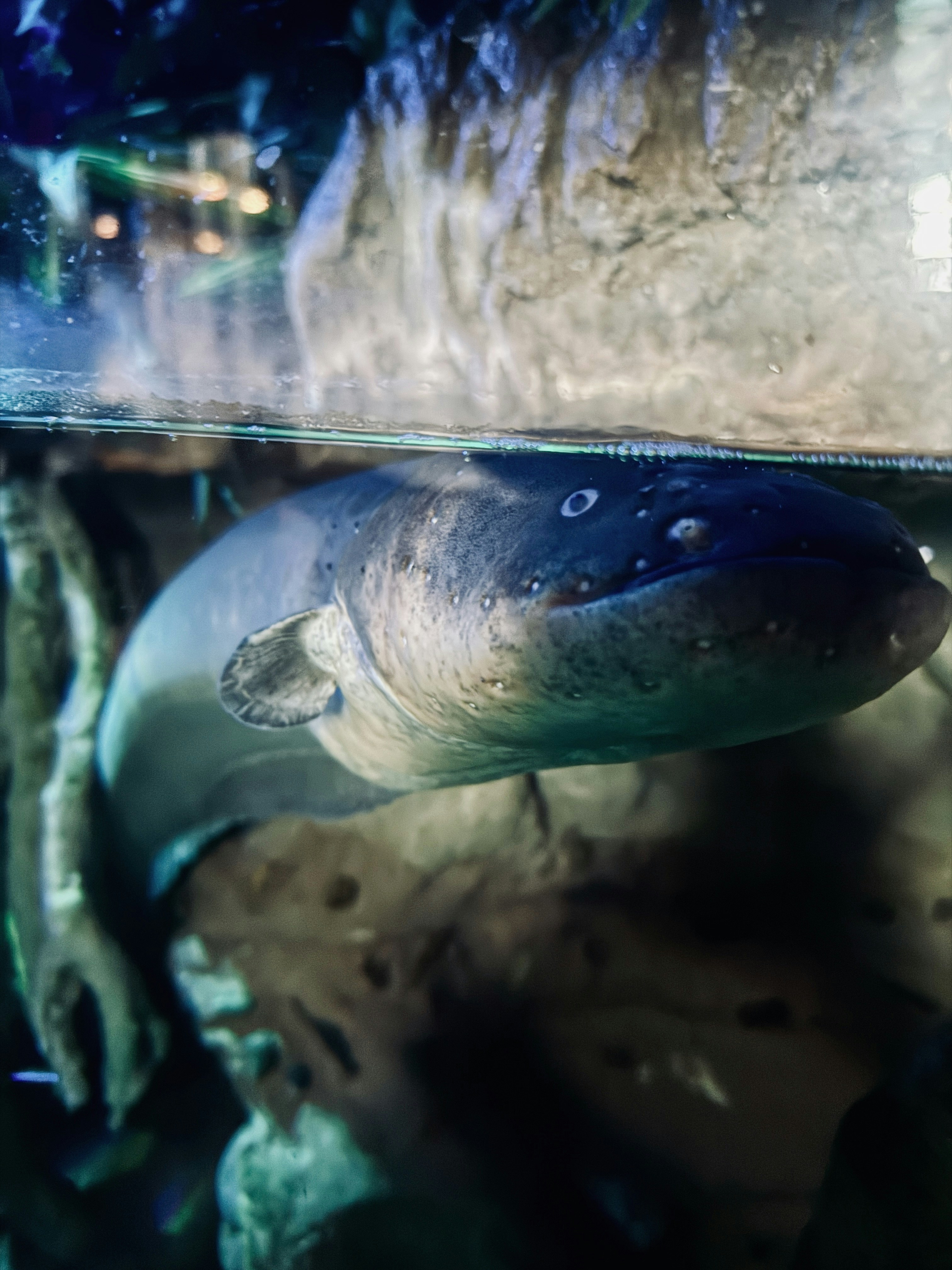 ikan yang berenang di air