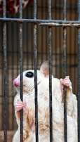 A small, light-colored animal with large, dark eyes is gripping the bars of a cage with its tiny paws. The bars of the cage are rusted and close together, giving a sense of confinement.