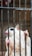 A small, light-colored animal with large, dark eyes is gripping the bars of a cage with its tiny paws. The bars of the cage are rusted and close together, giving a sense of confinement.