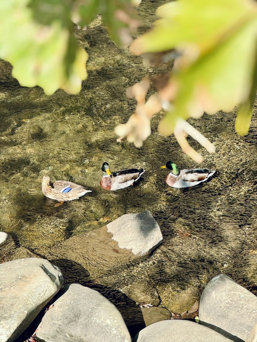 a couple of ducks that are sitting in the water