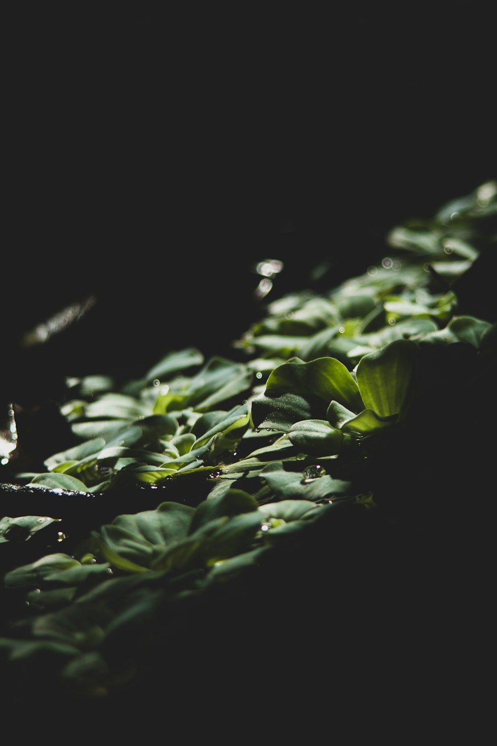 水滴が付着した葉の茂った植物のクローズアップ