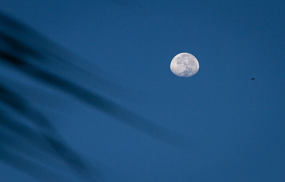 a bird flying in the air with a full moon in the background