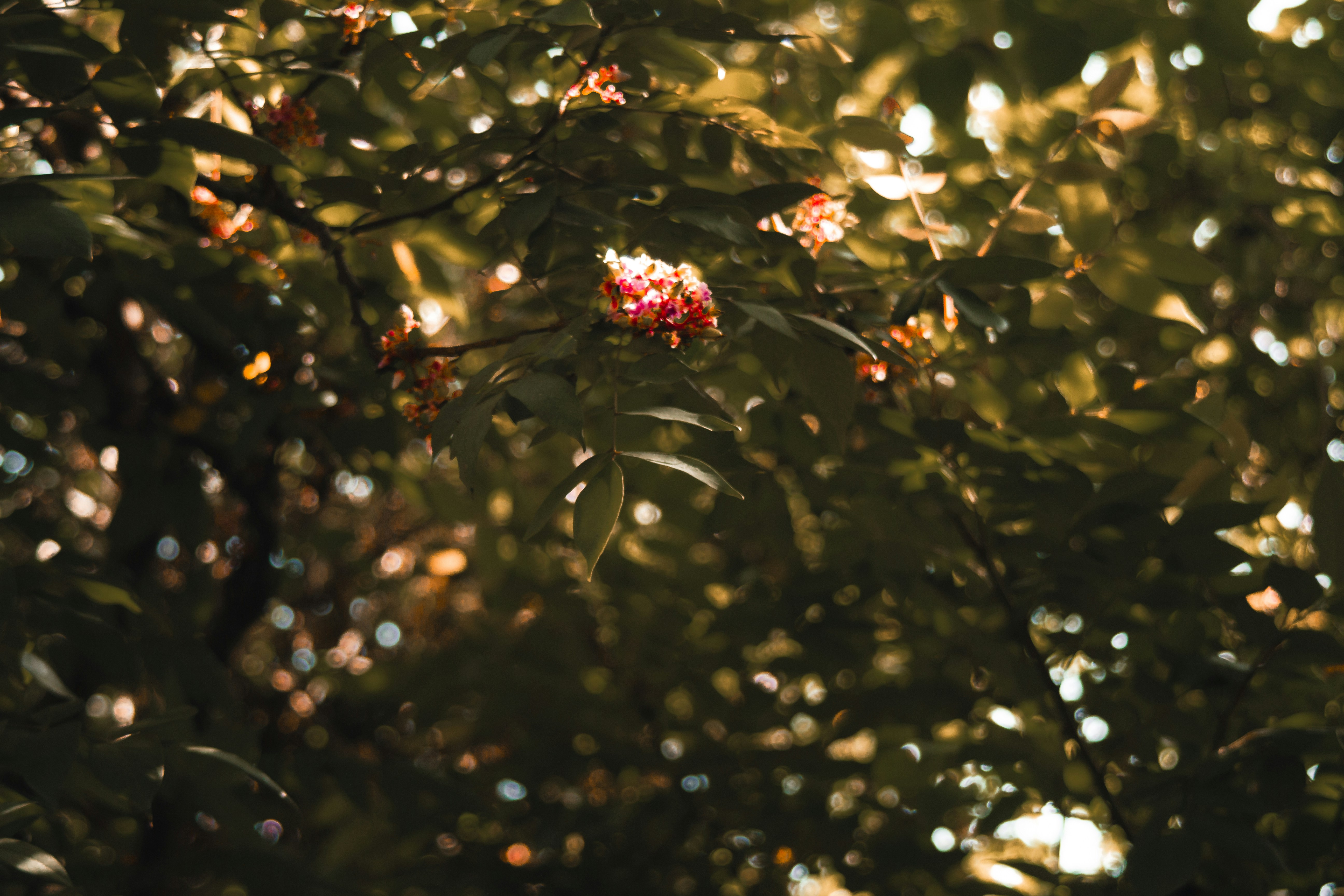 ein Blumenstrauß, der an einem Baum hängt