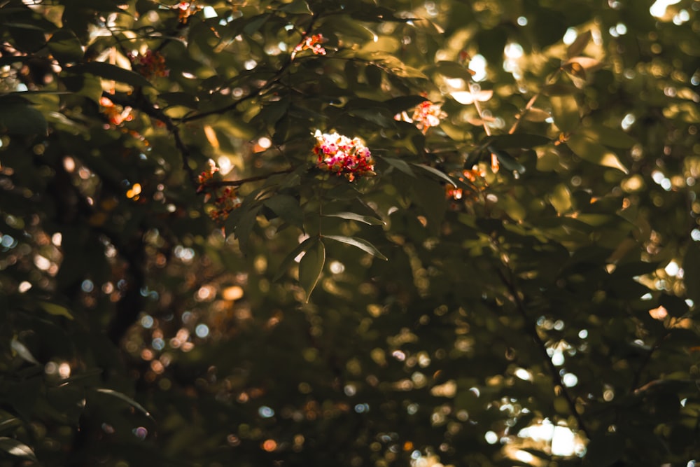 a bunch of flowers that are on a tree