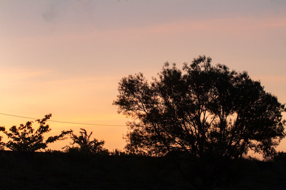 a silhouette of a tree against a sunset