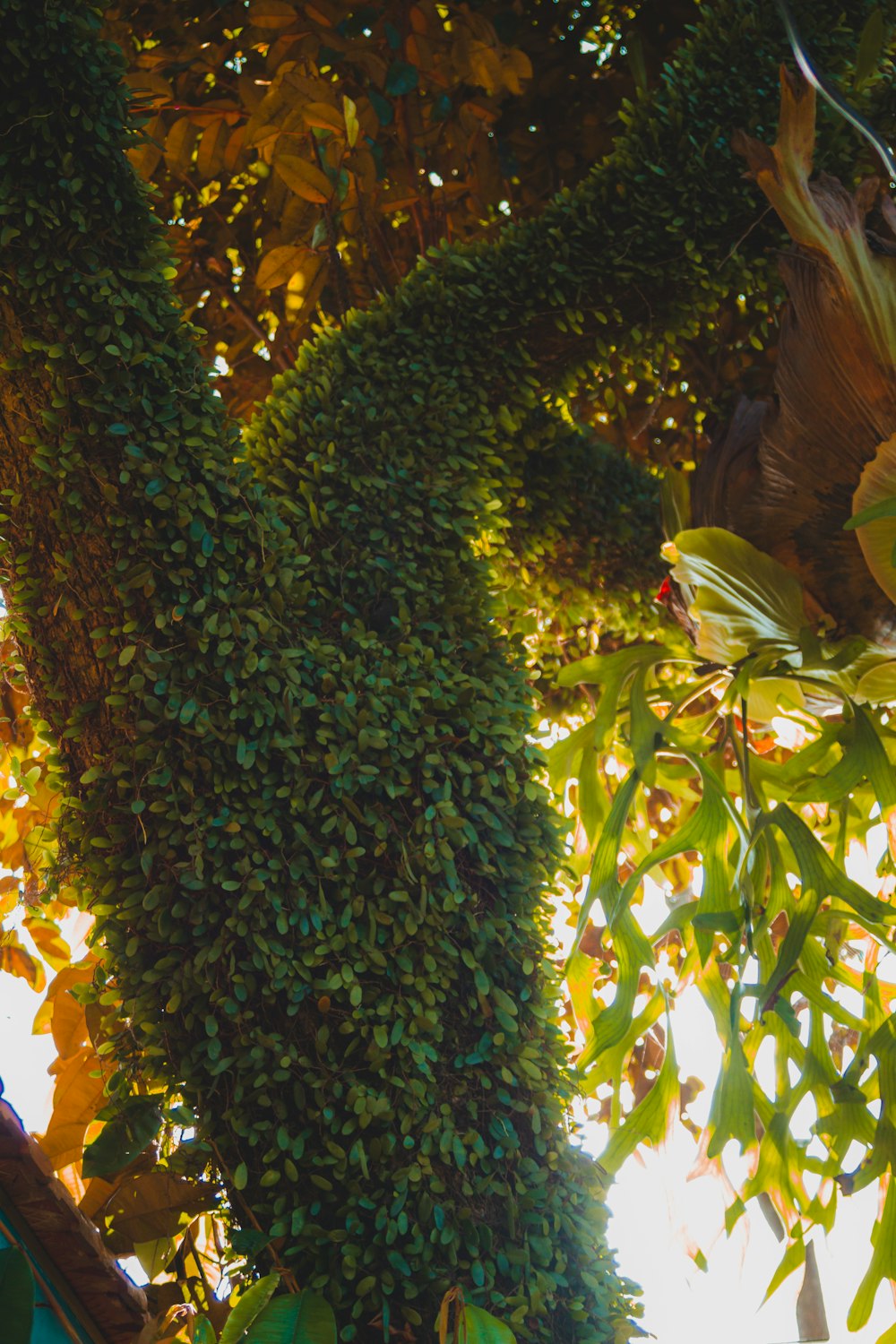 a very tall tree covered in lots of green leaves