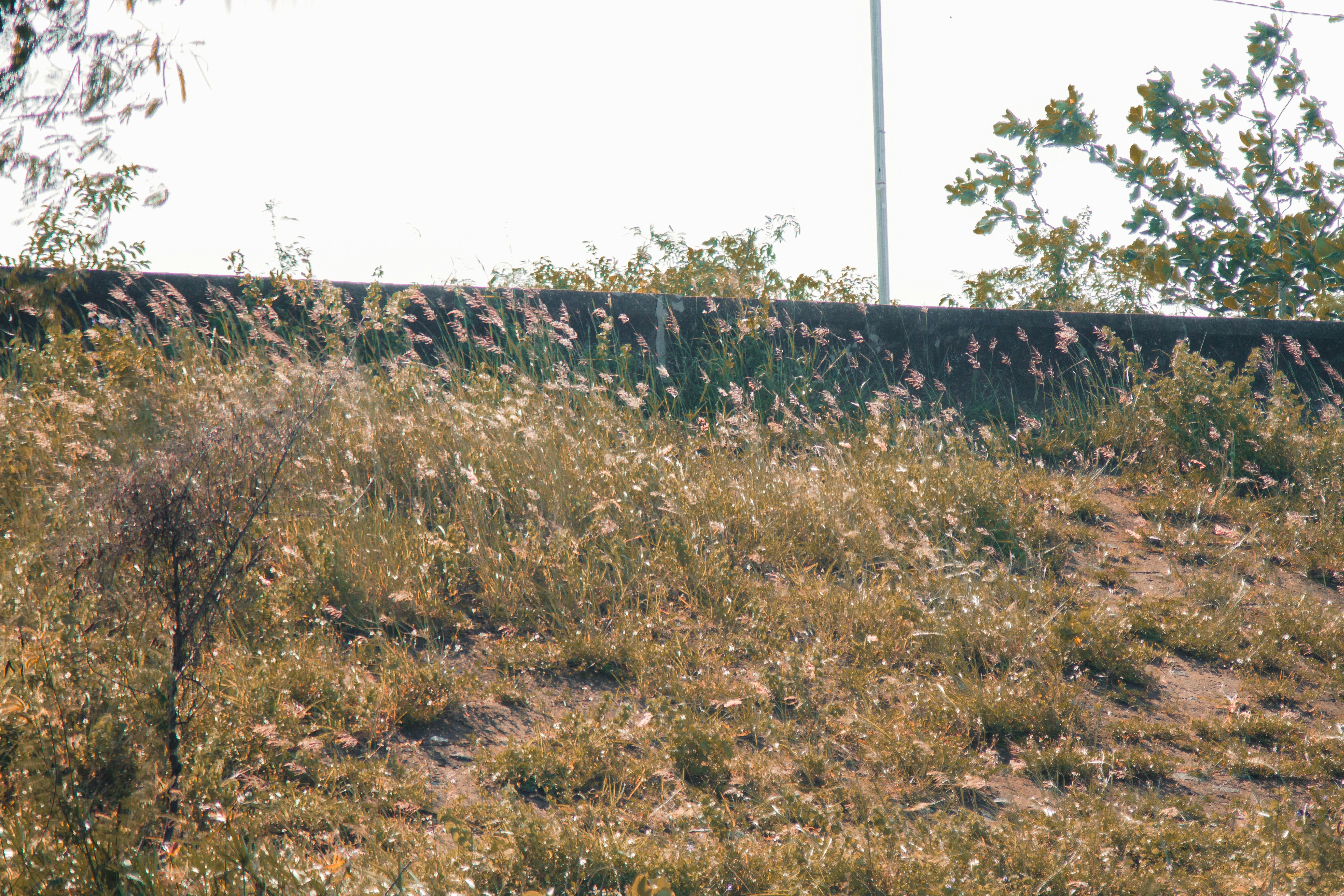 eine Kuh, die in einem Feld mit hohem Gras steht