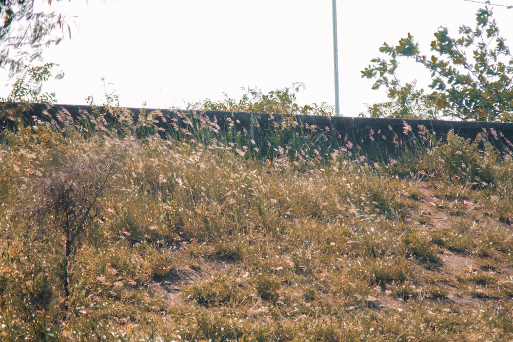 a cow standing in a field of tall grass