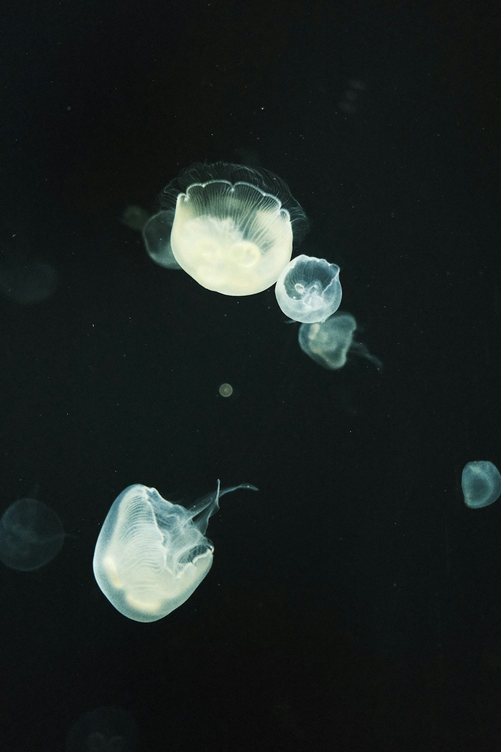 un gruppo di meduse che galleggiano nell'acqua