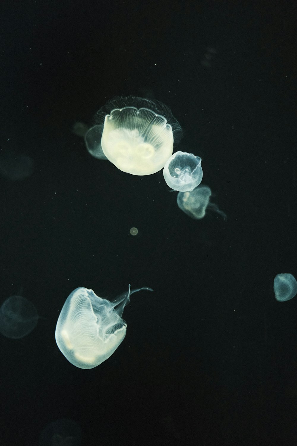 a group of jellyfish floating in the water