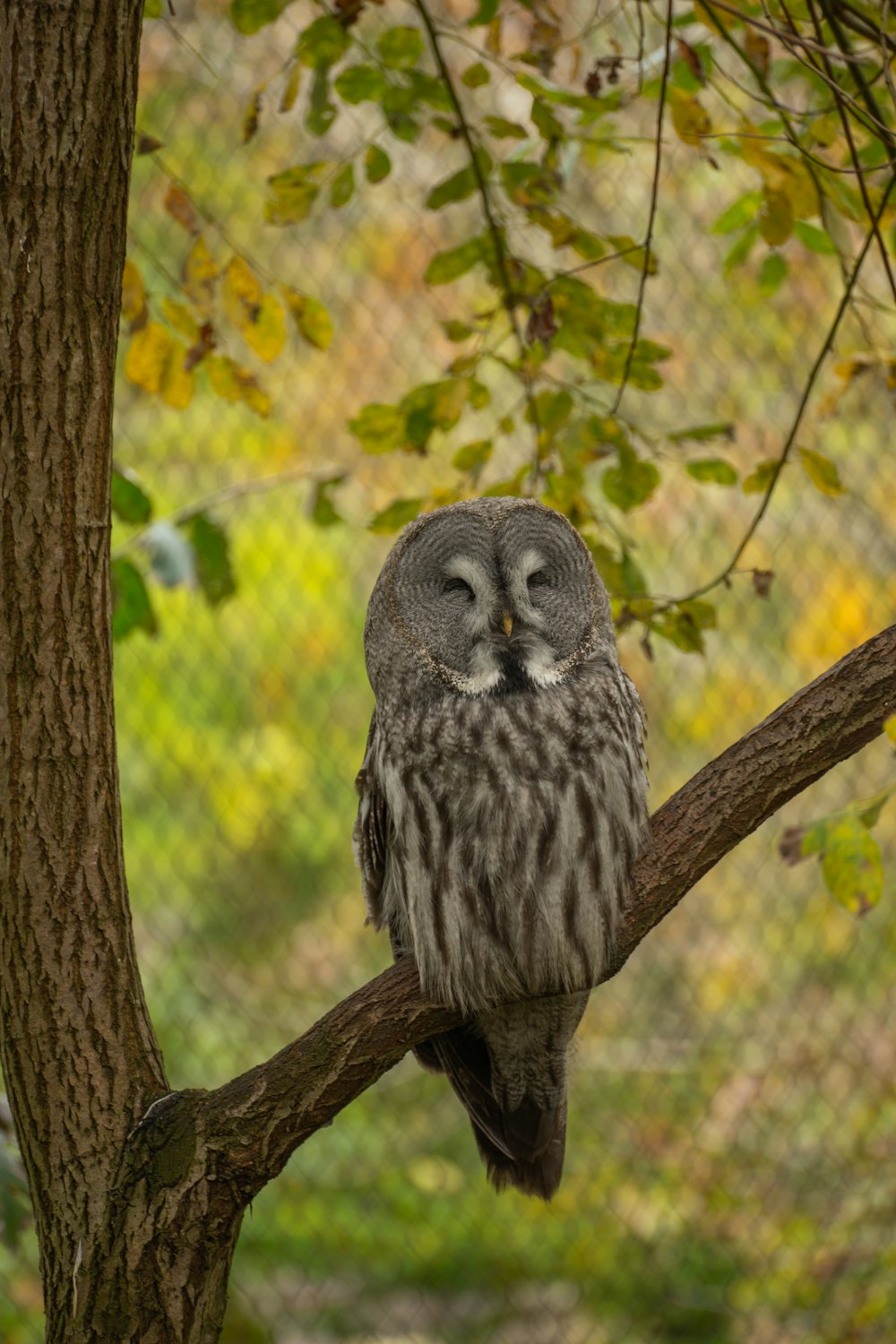 an owl is sitting on a tree branch