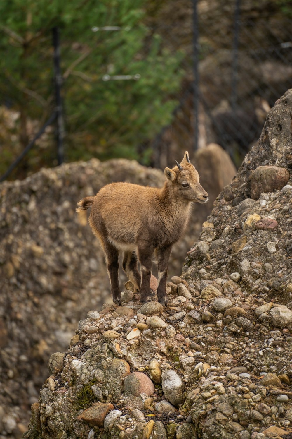 uma cabra da montanha em pé em um penhasco rochoso