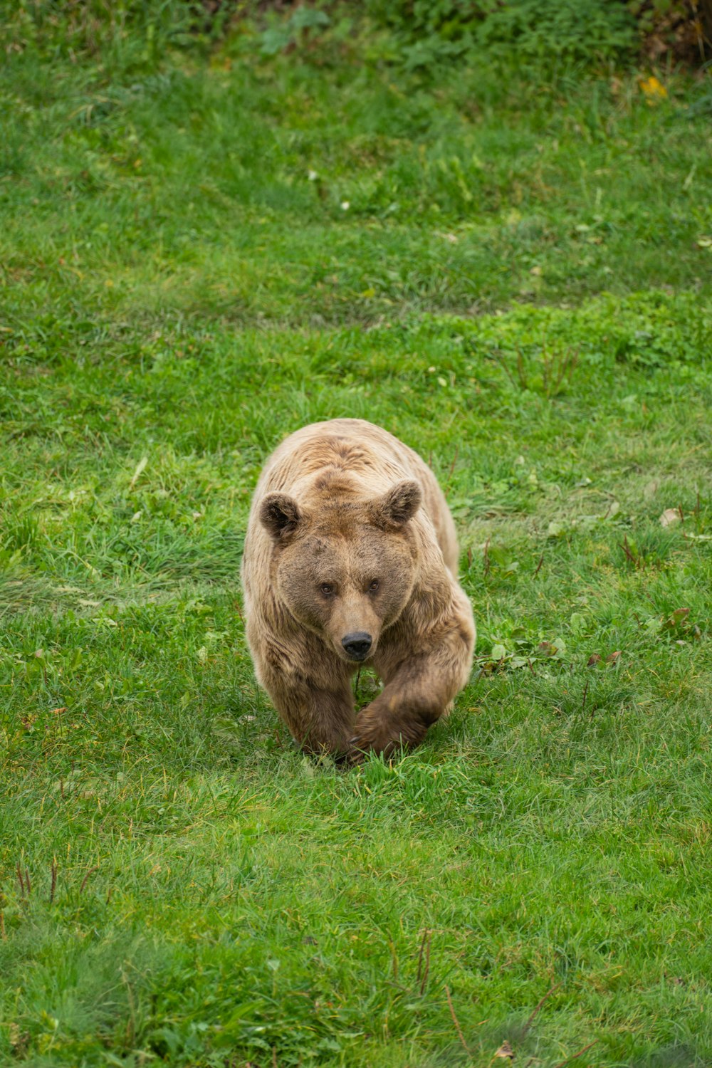 a brown bear walking across a lush green field