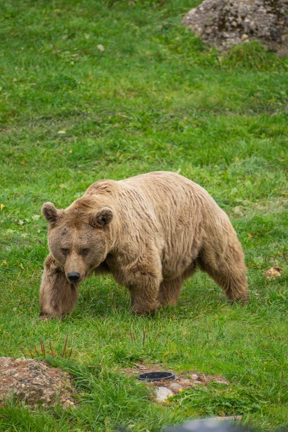 a large brown bear walking across a lush green field