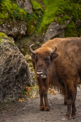 A large bison stands on a dirt path surrounded by rugged, moss-covered rocks. The bison has a thick brown coat and curved horns, appearing attentive and majestic amidst the natural setting.