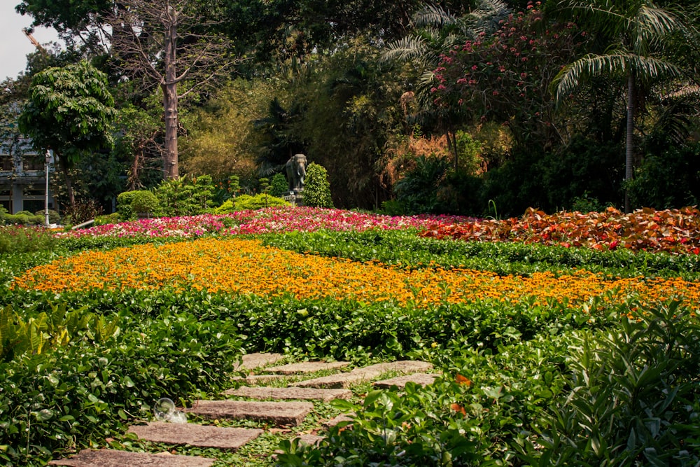 Un giardino pieno di tanti fiori colorati