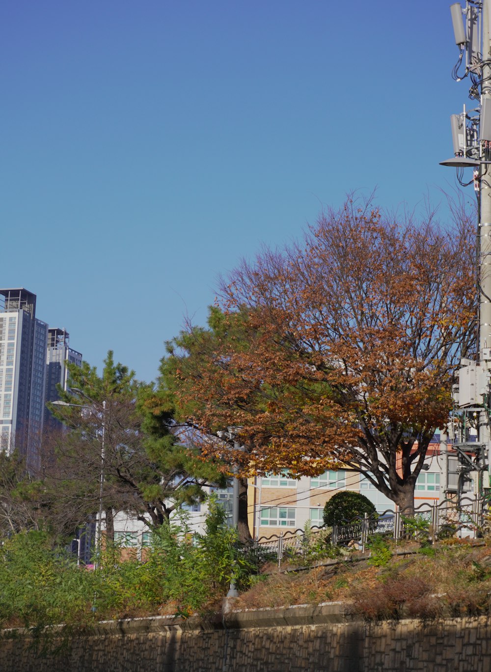 a telephone pole with a tree in the foreground