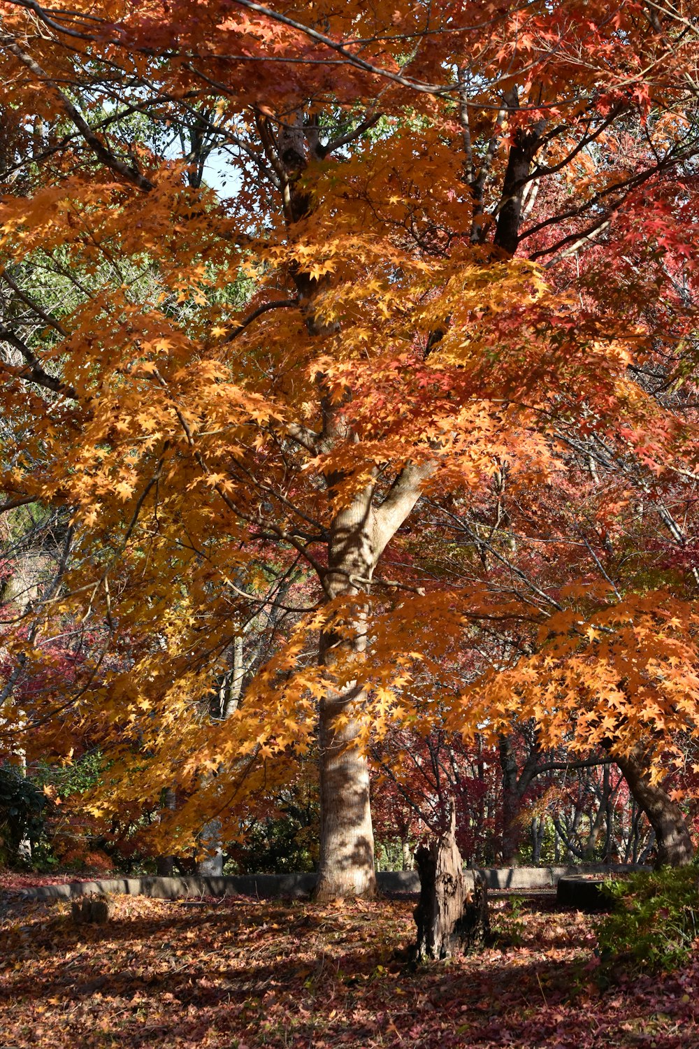 a park bench sitting under a tree filled with lots of leaves