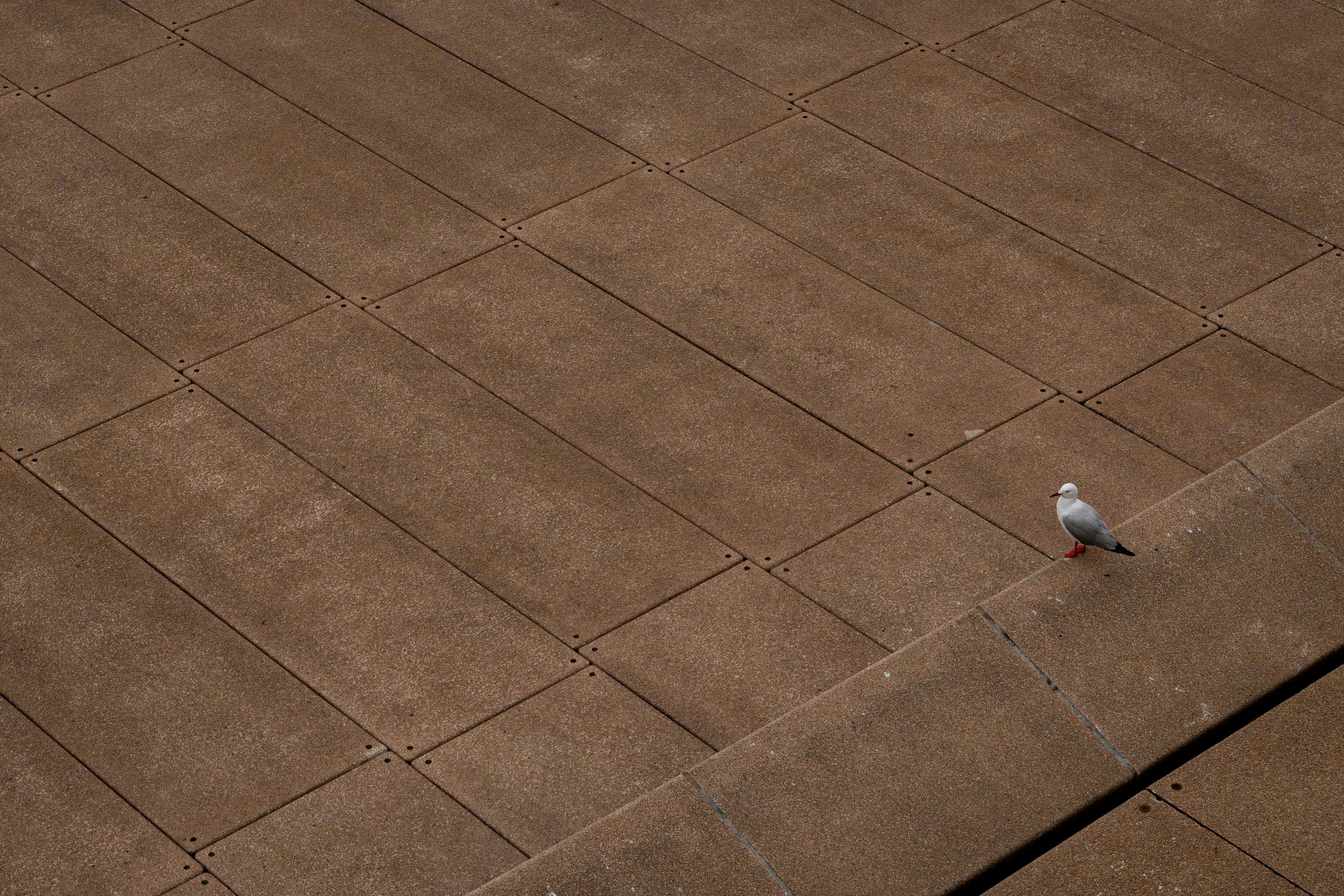 a small white bird standing on a sidewalk