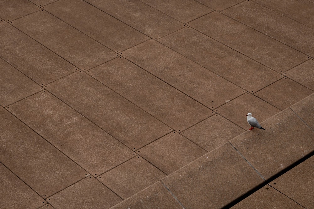 a small white bird standing on a sidewalk