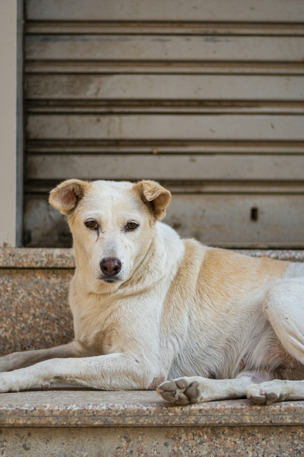 a large white dog laying on top of a cement step