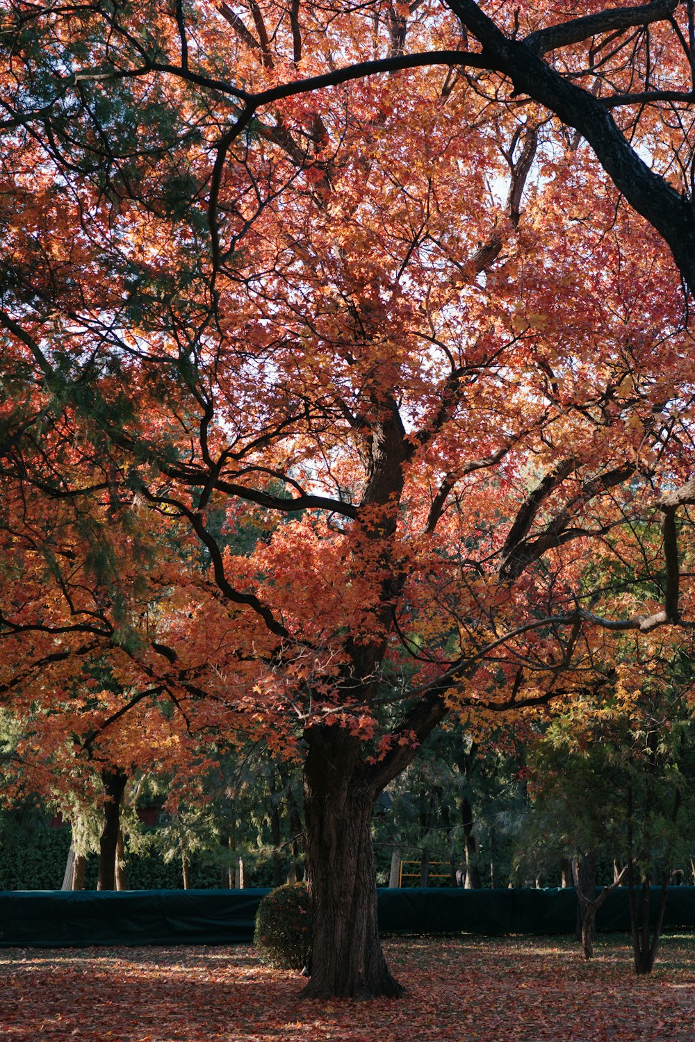 a large tree with red leaves in a park