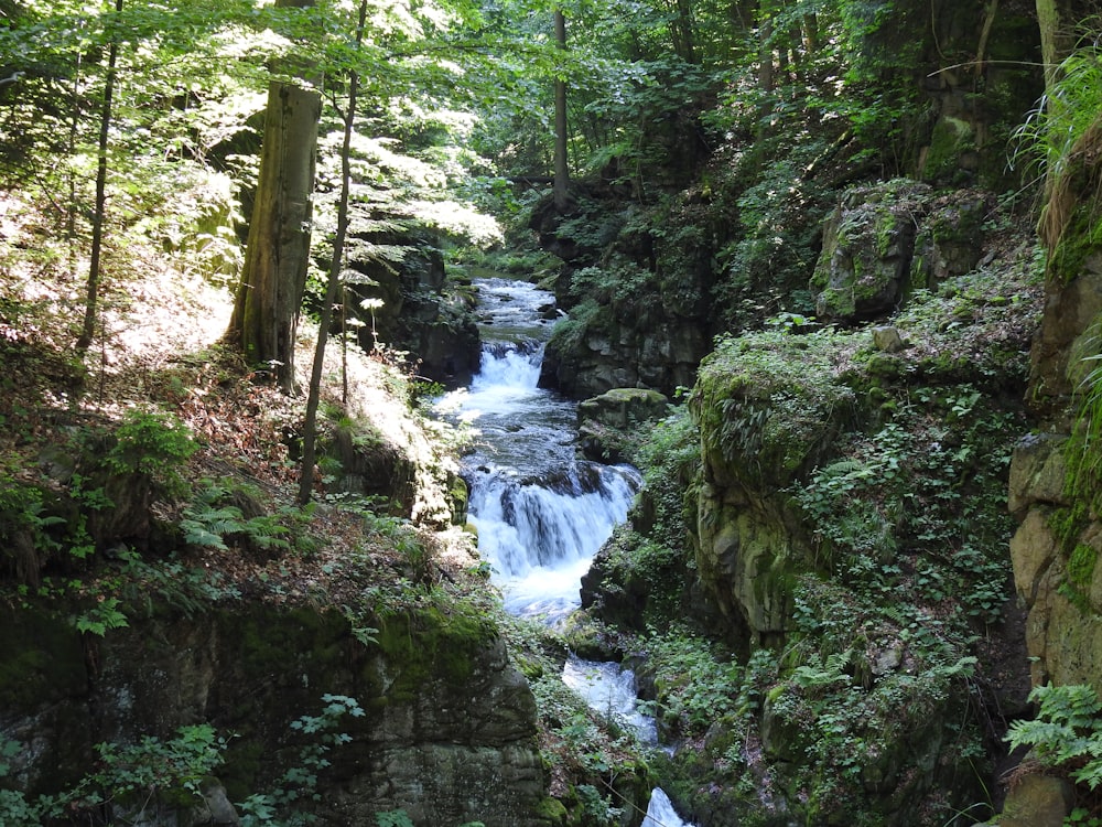 a river running through a lush green forest