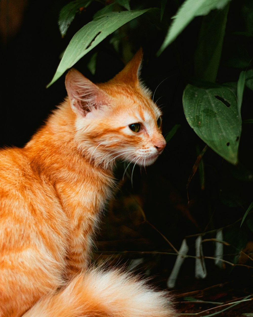 a close up of a cat near a plant