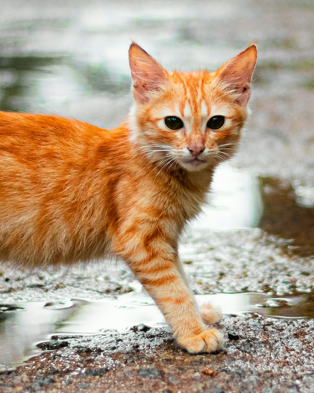 a small orange cat standing on top of a wet ground