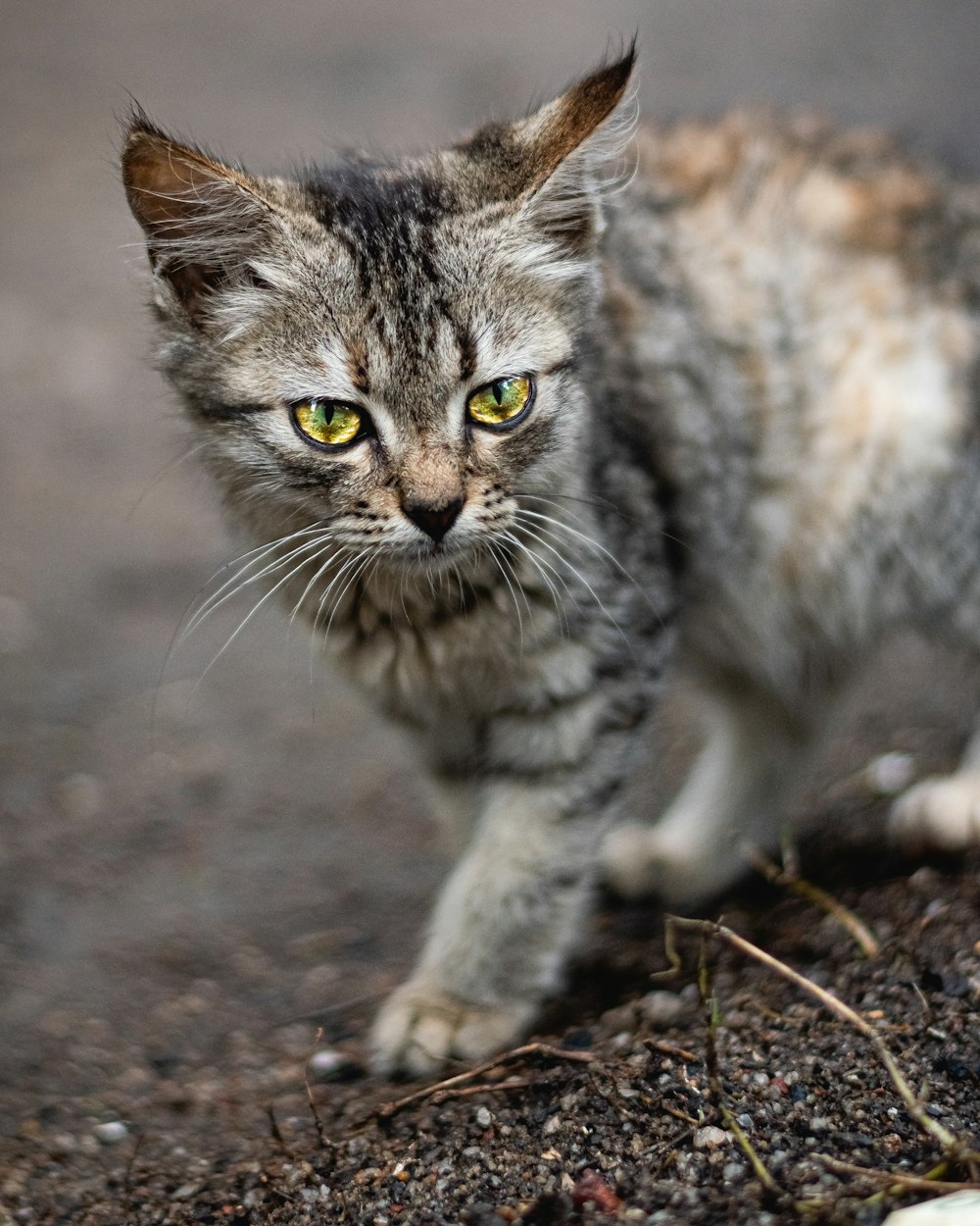 a small cat walking across a dirt field