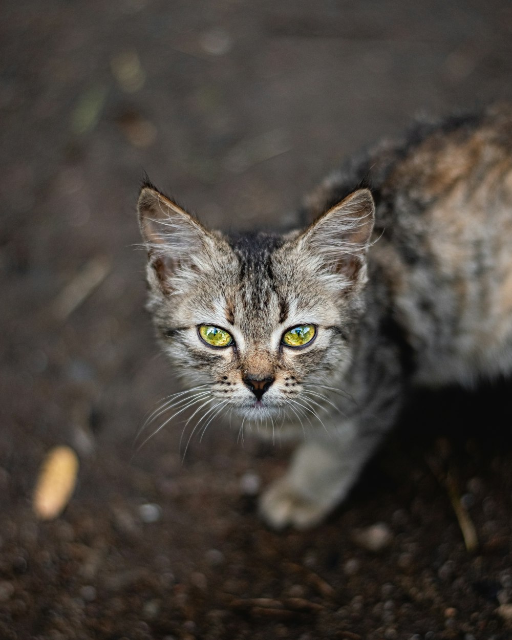 a close up of a cat with green eyes