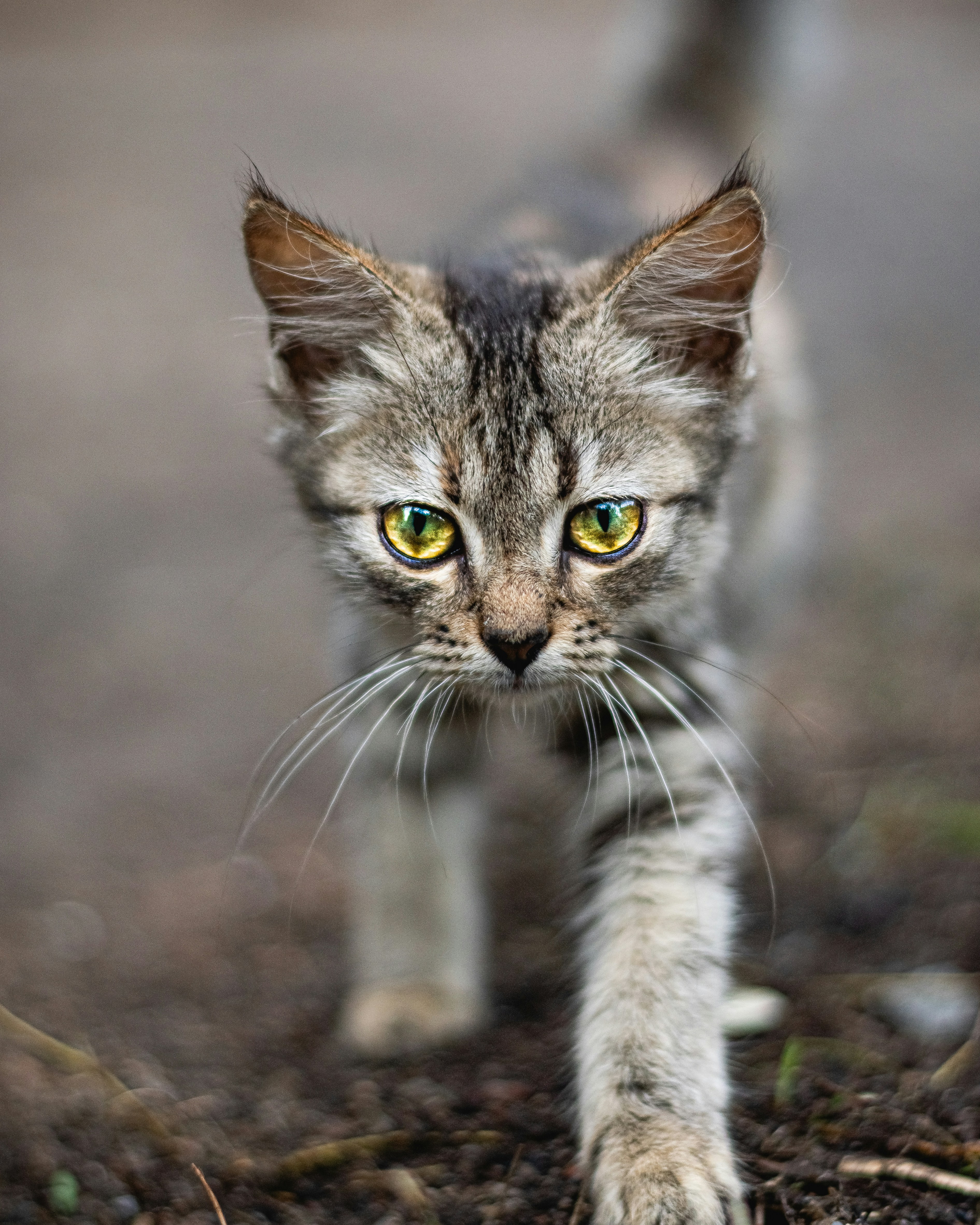 Rusty-Spotted Cat Peep: Tiny Voices (image credits: unsplash)