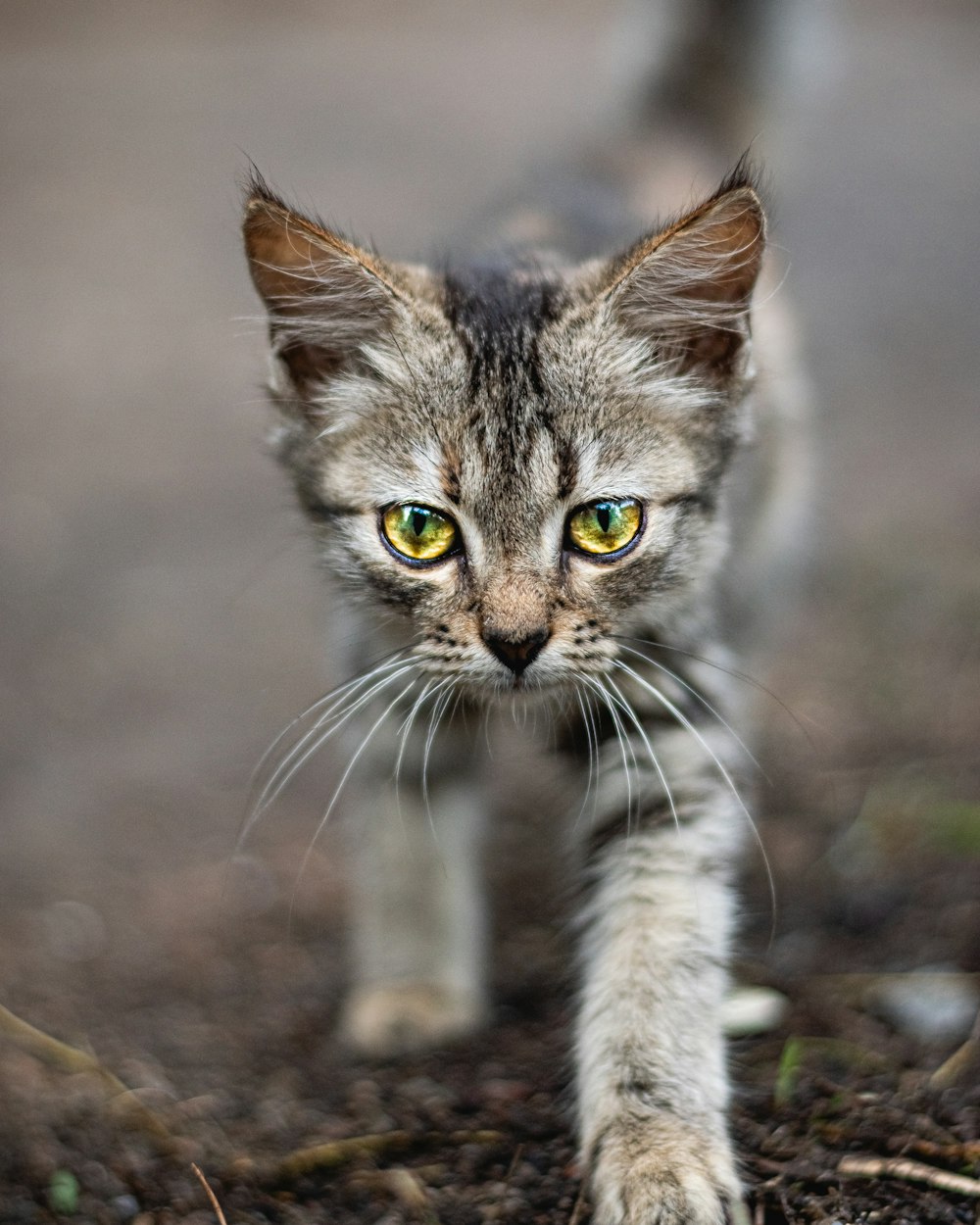 a small kitten walking across a dirt field