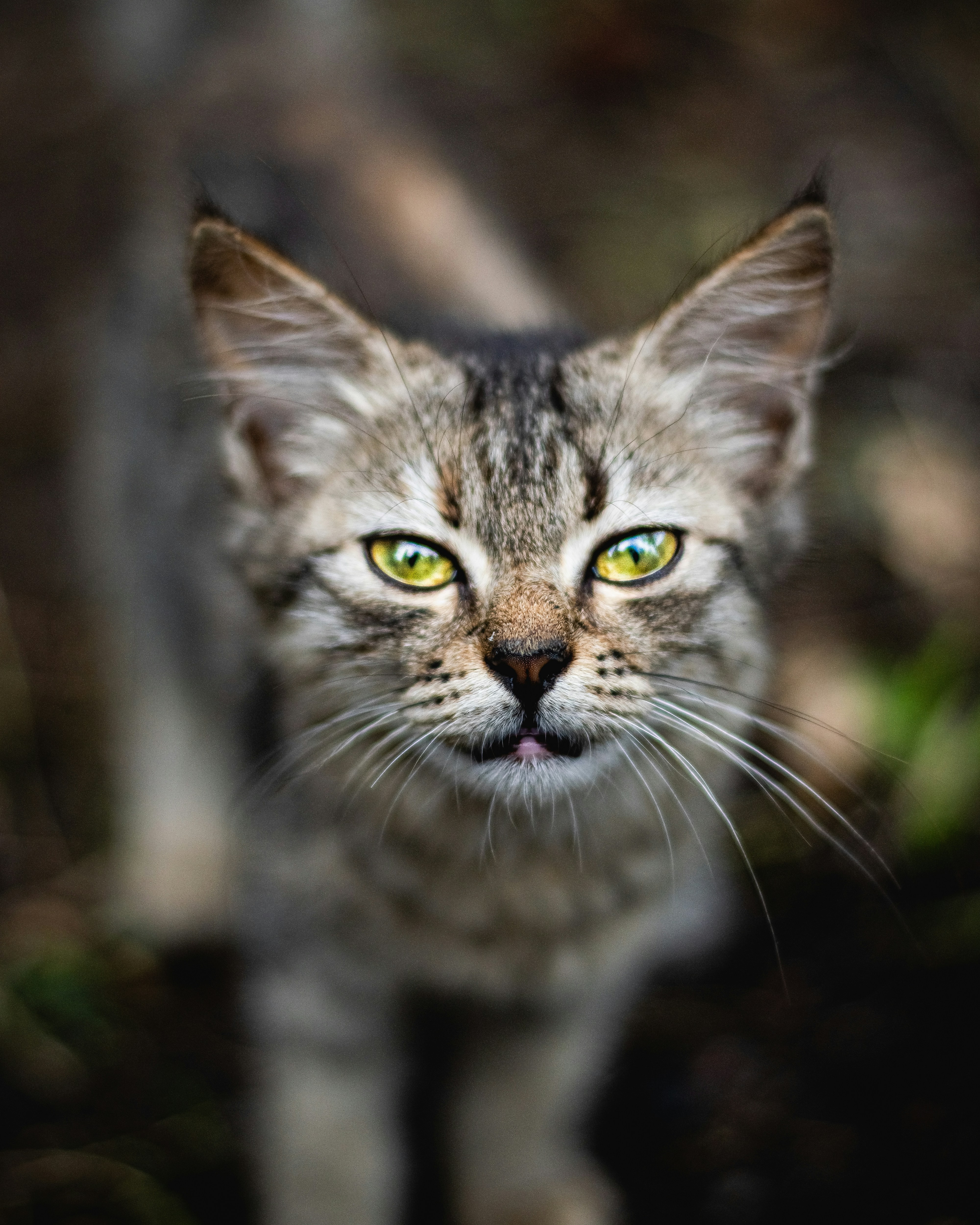 Rusty Spotted Cat