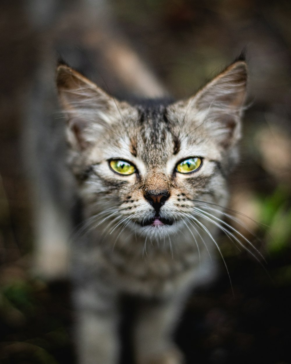 a close up of a cat with green eyes