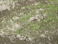 A rehabilitated patch of land showing new vegetation growth after mining activities.