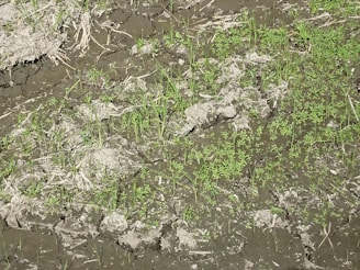 A rehabilitated patch of land showing new vegetation growth after mining activities.