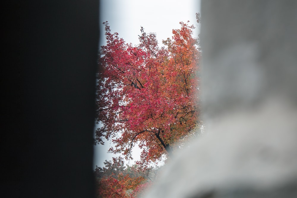 a tree with red leaves is seen through a window