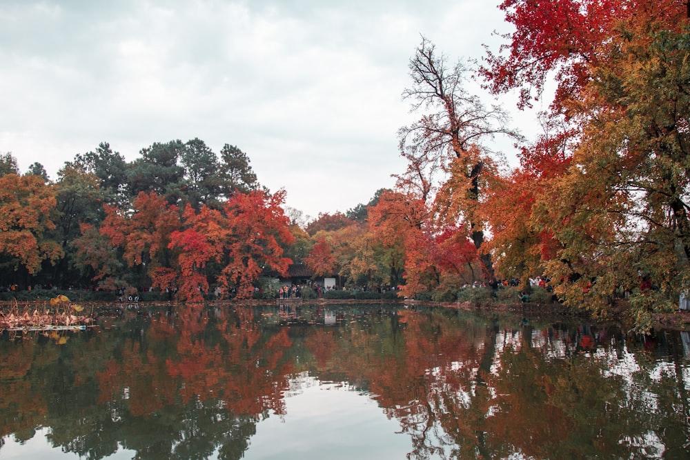 a body of water surrounded by lots of trees