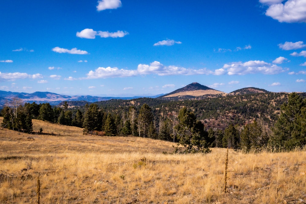 a grassy field with a mountain in the background