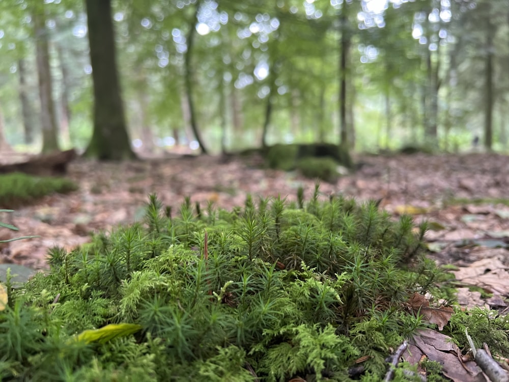 a close up of a green plant in a forest