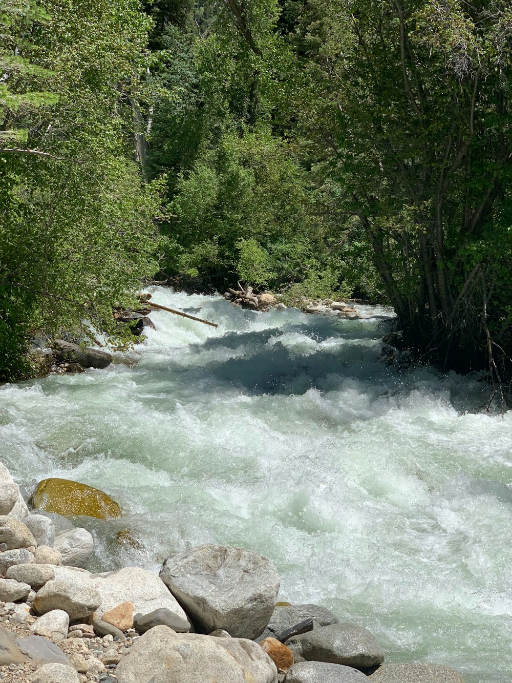 a river running through a lush green forest